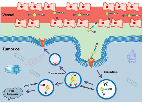 A review on accurate tumor diagnosis and targeting therapy published in Chem. Soc. Rev. by Chen Lingxin’s group at Yantai Institute of Coastal Zone Research, CAS
