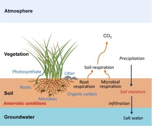 The new influence mechanism of precipitation on ecosystem CO2 exchange of a coastal wetland is revealed in Yantai Institute of Coastal Zone Research